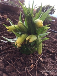 e94d0eda-20170302 RI Kockavica.jpg